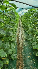 팜모닝 가을 농사계획 알려주세요🍁·참여글 게시글 이미지