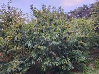 이근배님의 가을 농사계획 알려주세요🍁 · 참여글 작성글 사진