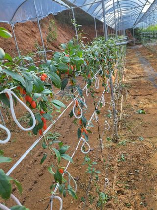 청양 산골꾸찌뽕 님의 가을 농사계획 알려주세요🍁 · 참여글 작성글 사진