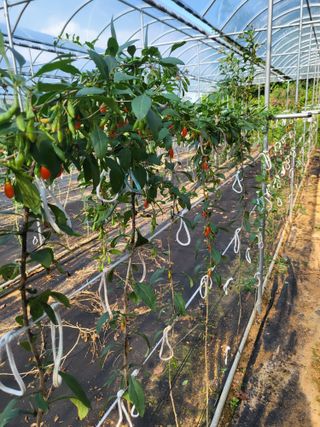 청양 산골꾸찌뽕 님의 가을 농사계획 알려주세요🍁 · 참여글 작성글 사진