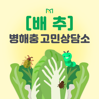 팜모닝님의 배추 · 일상 작성글 사진