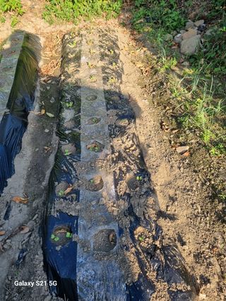 벤틀리 님의 가을 농사계획 알려주세요🍁 · 참여글 작성글 사진