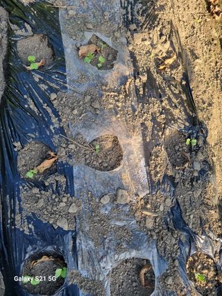 벤틀리 님의 가을 농사계획 알려주세요🍁 · 참여글 작성글 사진