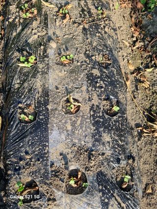 벤틀리 님의 가을 농사계획 알려주세요🍁 · 참여글 작성글 사진