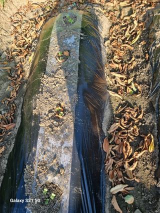 벤틀리 님의 가을 농사계획 알려주세요🍁 · 참여글 작성글 사진