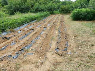 초보농부님의 배추 · 파종•정식 작성글 사진