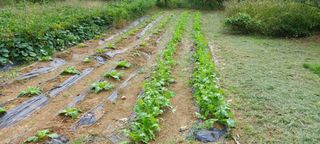 초보농부님의 배추 · 파종•정식 작성글 사진