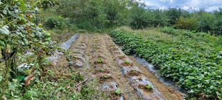 초보농부님의 배추 · 파종•정식 작성글 사진