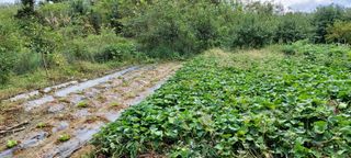 초보농부님의 배추 · 파종•정식 작성글 사진