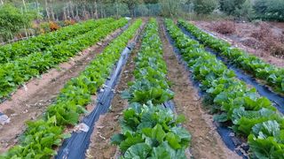 초보농부님의 배추 · 파종•정식 작성글 사진