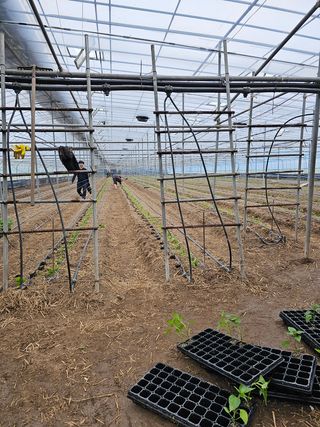 신재용님의 고추 · 영농일지 작성글 사진