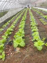 팜모닝 배추·일상 게시글 이미지