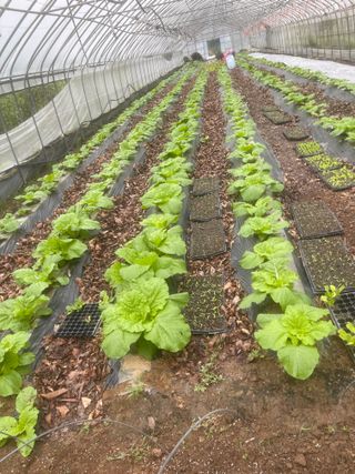 미래의 의사는 농부님의 배추 · 일상 작성글 사진