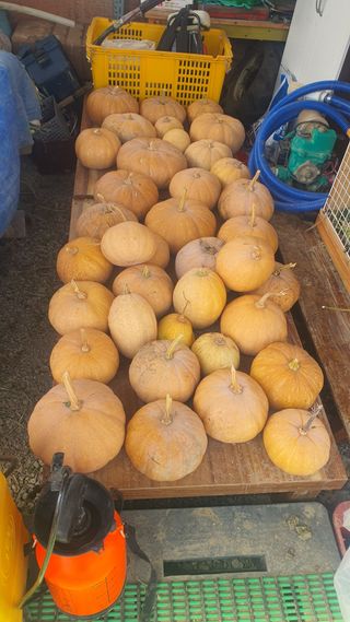 송진호님의 호박 · 자유게시판 작성글 사진