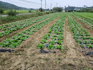 김연희님의 배추 · 병해충상담 작성글 사진