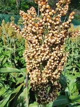 팜모닝 자유주제·자유게시판 게시글 이미지