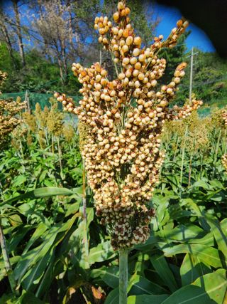 초록봉님의 자유주제 · 자유게시판 작성글 사진