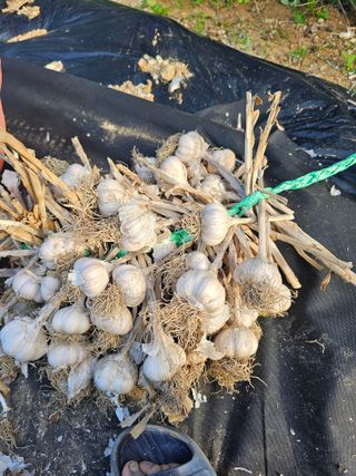 김영길님의 가을 농사계획 알려주세요🍁 · 참여글 작성글 사진