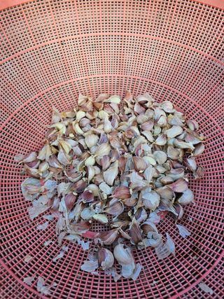 김영길님의 가을 농사계획 알려주세요🍁 · 참여글 작성글 사진