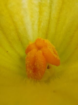 알 수 없음님의 호박 · 자유게시판 작성글 사진