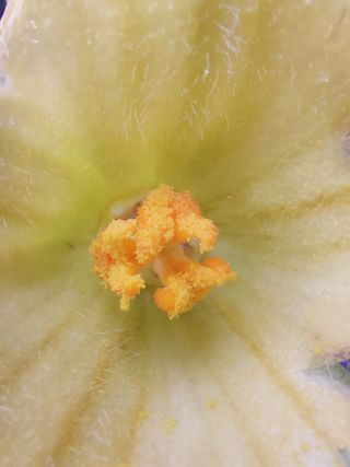 알 수 없음님의 호박 · 자유게시판 작성글 사진