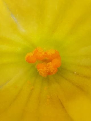 알 수 없음님의 호박 · 자유게시판 작성글 사진