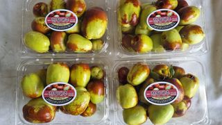 오학봉(멀티팜)님의 가을 농사계획 알려주세요🍁 · 참여글 작성글 사진