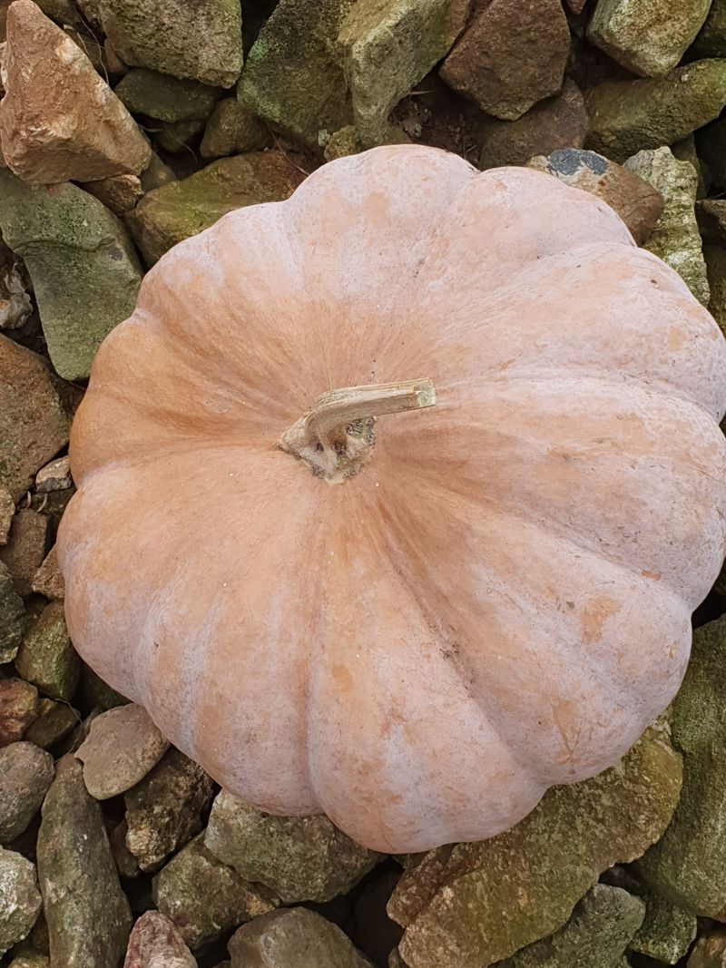 장터 상품 [맷돌호박5kg이상 ] 썸네일