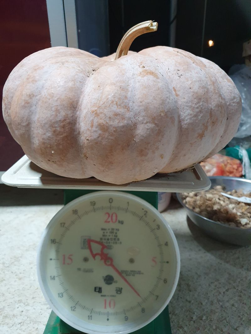 윤금옥님의 장터 판매 상품 [맷돌호박5kg이상 ] 첨부 사진