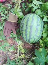 팜모닝 자유주제·자유게시판 게시글 이미지