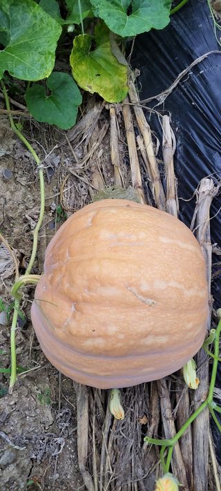 김중언님의 호박 · 자유게시판 작성글 사진