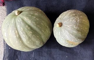 김중언님의 호박 · 자유게시판 작성글 사진