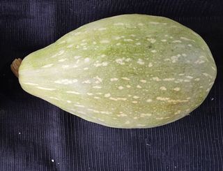 김중언님의 호박 · 자유게시판 작성글 사진