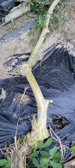 김중언님의 호박 · 자유게시판 작성글 사진