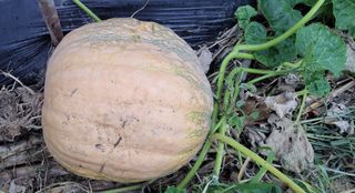 김중언님의 호박 · 자유게시판 작성글 사진