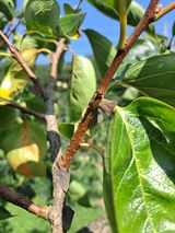 팜모닝 감·병해충상담 게시글 이미지