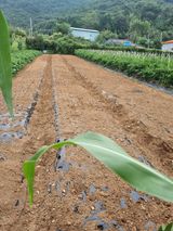 팜모닝 마늘·파종작업 게시글 이미지