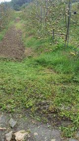 팜모닝 옥수수·영농일지 게시글 이미지