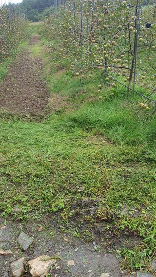 강혜원님의 옥수수 · 영농일지 작성글 사진