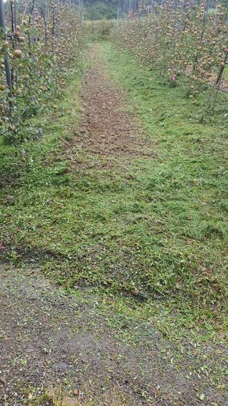강혜원님의 옥수수 · 영농일지 작성글 사진