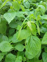 팜모닝 들깨·자유게시판 게시글 이미지