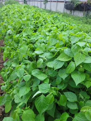 이원우님의 들깨 · 자유게시판 작성글 사진