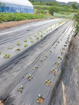 팜모닝 기타작물·영농일지 게시글 이미지