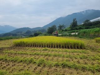 남원 윤형선님의 벼 · 자유게시판 작성글 사진