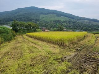 남원 윤형선님의 벼 · 자유게시판 작성글 사진