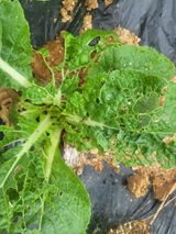 팜모닝 배추·병해충상담 게시글 이미지