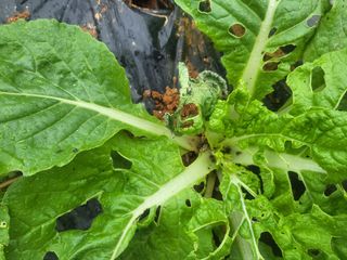 농막쥔님의 배추 · 병해충상담 작성글 사진