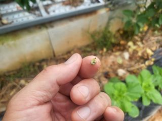 농막쥔님의 배추 · 병해충상담 작성글 사진