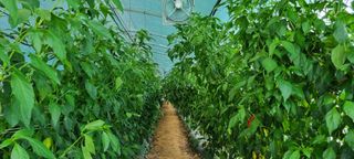 김종영_군산솔라팜님의 가을 농사계획 알려주세요🍁 · 참여글 작성글 사진