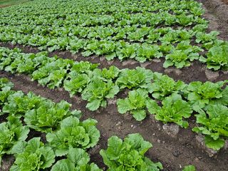 백용기님의 가을 농사계획 알려주세요🍁 · 참여글 작성글 사진